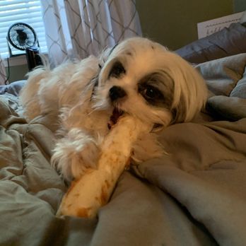 Mud Bay - Jax has a favorite chew bone from there...... he loves them! - Pet Stores Near Me - Redmond, Washington Mud Bay - Jax has a favorite chew bone from there...... he loves them! - Pet Stores Near Me - Redmond, Washington