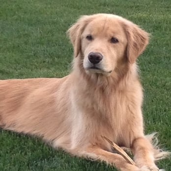 Kryder Kritter Hotel - Pet Sitting Near Me - Granger, Indiana Kryder Kritter Hotel - Pet Sitting Near Me - Granger, Indiana
