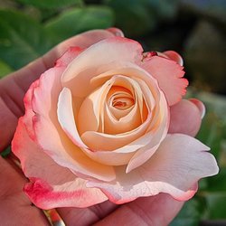 Roselight Reiki - Intuitive Reiki healing. Incorporating chakra balancing, and clearing. And sound healing with Tibetan and Crystal Bowls.