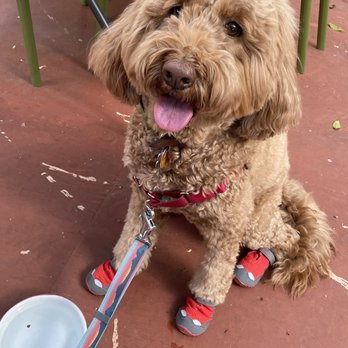 The Doggo - Osita - Pet Training Near Me