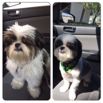 The Spaw - Before and after - Pet Groomers Near Me - Tustin, California The Spaw - Before and after - Pet Groomers Near Me - Tustin, California