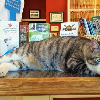 Best Vet - Chubbs working hard at the front desk - Veterinarians Near Me - Austin, Texas Best Vet - Chubbs working hard at the front desk - Veterinarians Near Me - Austin, Texas