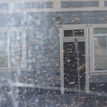 San Francisco Beekeepers Association - The swarm made me feel like I was in a B-Movie. - Community Service/Non-Profit Near Me - San Francisco, California