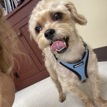 Dirk Butchko Pro Vet - Cherry eye - Veterinarians Near Me - Riverside, California Dirk Butchko Pro Vet - Cherry eye - Veterinarians Near Me - Riverside, California