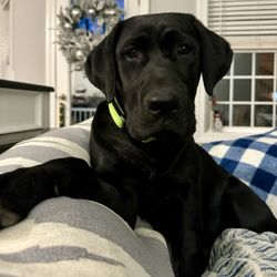 New Hampshire Dog Trainers: Off Leash K9 Training - Kane