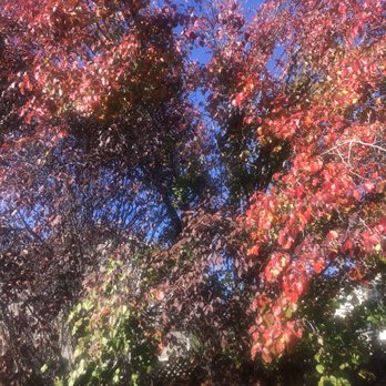 Imperial Tree Removal Service - Tree Services Near Me - Colma, California Imperial Tree Removal Service - Tree Services Near Me - Colma, California