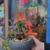 Plantlush  gift card