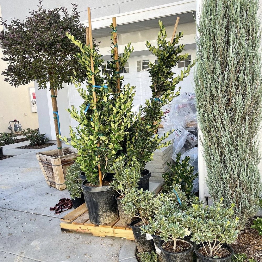 Unique Home Builders - Plants are here! - Masonry/Concrete Near Me - Encino, California
