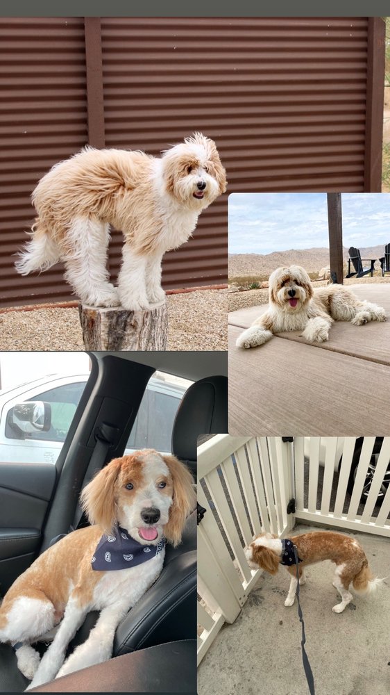 PAWS A WHILE Updated September 2024 54 Photos & 114 Reviews 1145