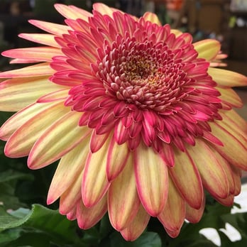 King's Greenhouse - Gerbera Daisy - Nurseries & Gardening Near Me - Stallings, North Carolina King's Greenhouse - Gerbera Daisy - Nurseries & Gardening Near Me - Stallings, North Carolina