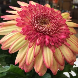 King's Greenhouse - Gerbera Daisy