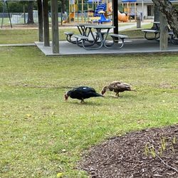 Ogden Park