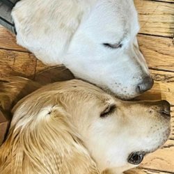Old Towne Veterinary Clinic - Gus and Sally
