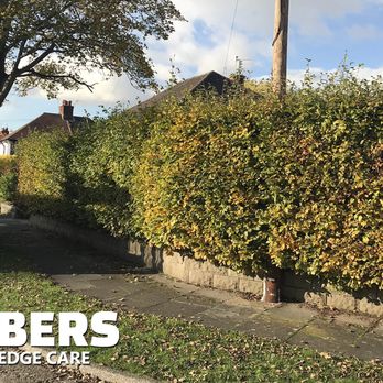Lumbers Tree & Hedge Care - Tree Services Near Me - Wallasey, XMS