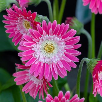 Nature's Way Resources - Nurseries & Gardening Near Me - Conroe, Texas