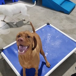 Hounds Town - Springboro