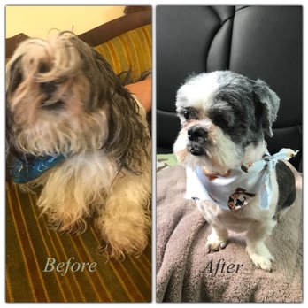 Dog Daze - Pet Training Near Me - Charleston, South Carolina