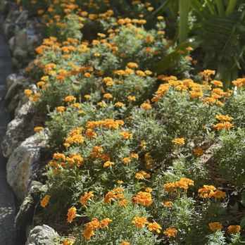 Sunken Gardens - Nurseries & Gardening Near Me - Saint Petersburg, Florida Sunken Gardens - Nurseries & Gardening Near Me - Saint Petersburg, Florida