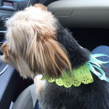 Goo Goo Dogs - After pic - Pet Groomers Near Me - Provo, Utah