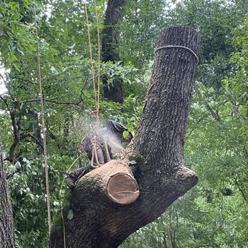 Arbor Solutions Tree Service - Dangerous tree removal - Tree Services Near Me - Loganville, Georgia Arbor Solutions Tree Service - Dangerous tree removal - Tree Services Near Me - Loganville, Georgia