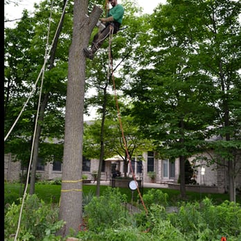 Allen Benjamin Tree Care - Tree Services Near Me - Bridgeport, Michigan Allen Benjamin Tree Care - Tree Services Near Me - Bridgeport, Michigan