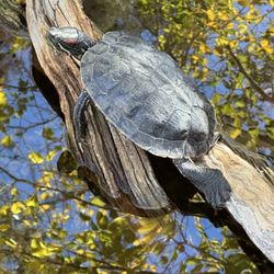 Casa Tortuga Turtle Shell-ter - A beautiful autumn day at the Shell-ter. Shelldon is catching some rays.