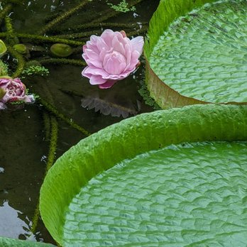 Ma Cuisine - Victoria amazonica in flower - French Near Me - Richmond, XGL