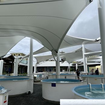 Loggerhead Marinelife Center - Turtle tanks outside for rescue sea turtles - Community Service/Non-Profit Near Me - Juno Beach, Florida