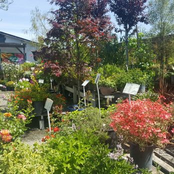 El Rancho Nursery - Roses, succulents and many other trees - Nurseries & Gardening Near Me - Vacaville, California