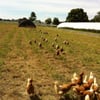 Enterprise Farm gift card