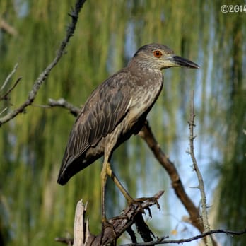 Lido Beach - A juvenile Black-Crowned Night Heron is perched atop a branch. - Beaches Near Me - Sarasota, Florida Lido Beach - A juvenile Black-Crowned Night Heron is perched atop a branch. - Beaches Near Me - Sarasota, Florida