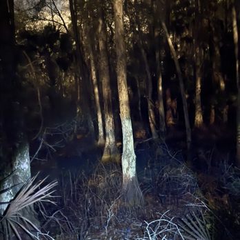 Palm Bluff Conservation Area - Trees - Hiking Near Me - Osteen, Florida