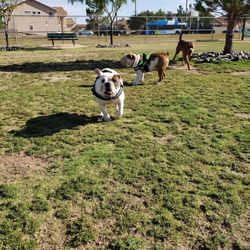 Pebble Hills Dog Park