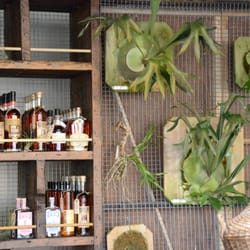 Bar & Garden - Staghorn ferns