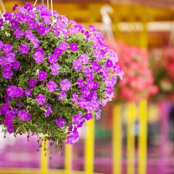 BREEN'S FLORIST - Updated July 2025 - 17 Photos - 921 Spring