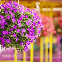 Breen's Florist