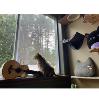 The Whisker Haven - Pet Boarding Near Me - Hampstead, New Hampshire
