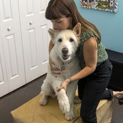 In Balance Chiropractic + Acupuncture Clinic - Canine chiropractic treatment