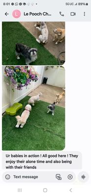 LePooch Chateau by null