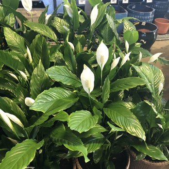 The Home Depot - Peace Lily with blooming flower - Hardware Stores Near Me - San Jose, California The Home Depot - Peace Lily with blooming flower - Hardware Stores Near Me - San Jose, California
