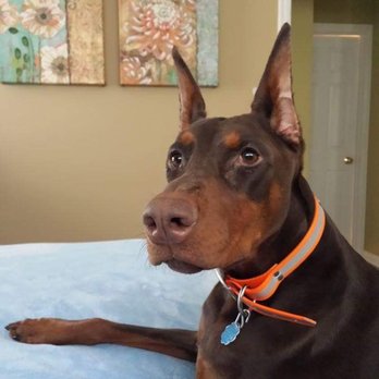 Archer Veterinary Clinic - Veterinarians Near Me - Lemont, Illinois Archer Veterinary Clinic - Veterinarians Near Me - Lemont, Illinois