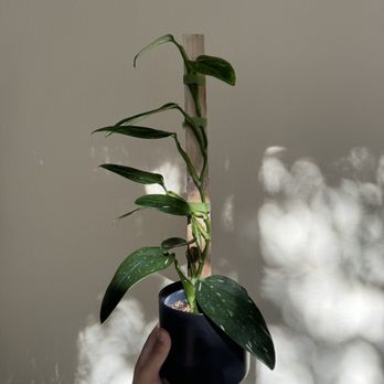 The Plant Sitter - Monstera standleyana albo - Nurseries & Gardening Near Me - San Jose, California The Plant Sitter - Monstera standleyana albo - Nurseries & Gardening Near Me - San Jose, California