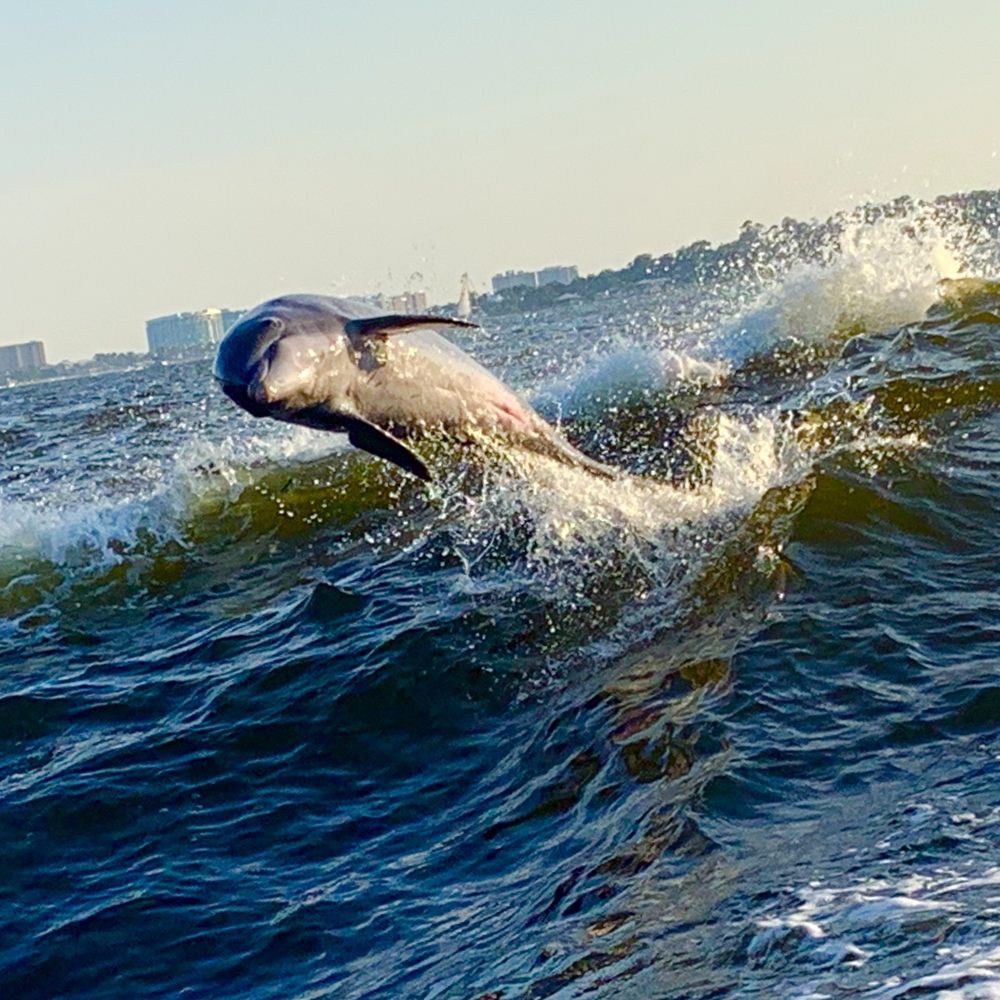 Dolphin Cruises Aboard the Cold Mil Fleet - He got close on this one! - Boat Charters Near Me - Orange Beach, Alabama Dolphin Cruises Aboard the Cold Mil Fleet - He got close on this one! - Boat Charters Near Me - Orange Beach, Alabama