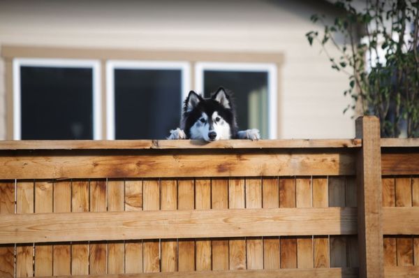 Split Rail Fence Company by null