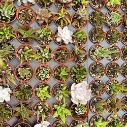 Ellis Pottery - Succulents galore!