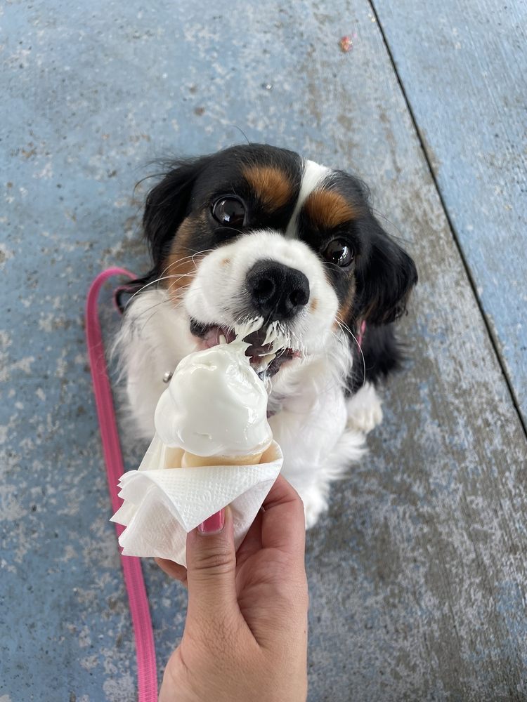 THE DIP ICE CREAM & MORE Updated October 2024 23 Photos & 27