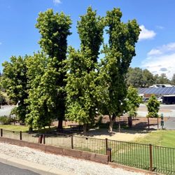 Auburn RV Resort - Our dog park is nestled under trees for our furry little friends after a fun run.