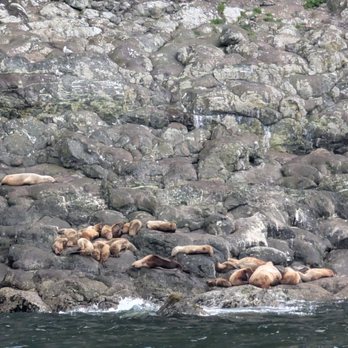 Seward Ocean Excursions - Stellar Sea Lions - Boat Tours Near Me