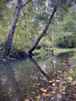 Bush's Pasture Park by null