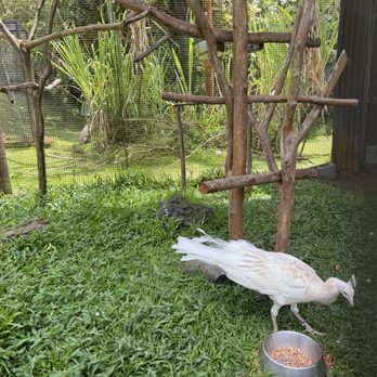 Pana'ewa Rainforest Zoo & Gardens - Albino peacock - Zoos Near Me - Hilo, Hawaii